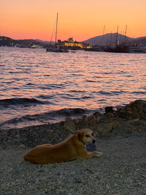 Bodrum at golden hour — harbor scenes, cats, and a rising moon