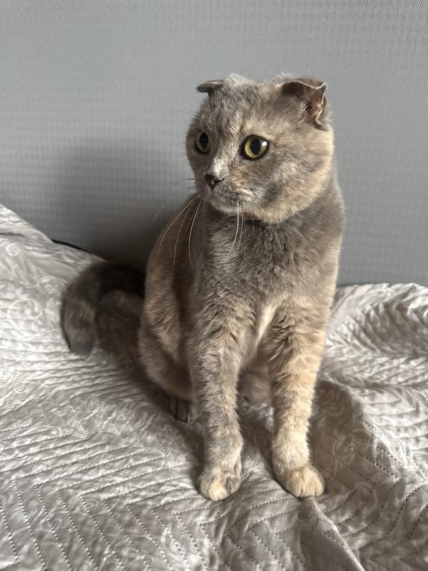 Scottish Fold cat relaxing on blankets at home in Russia