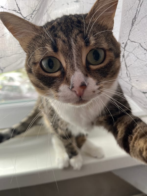 Tabby cats photographed in close-up shots in Shushary, Russia