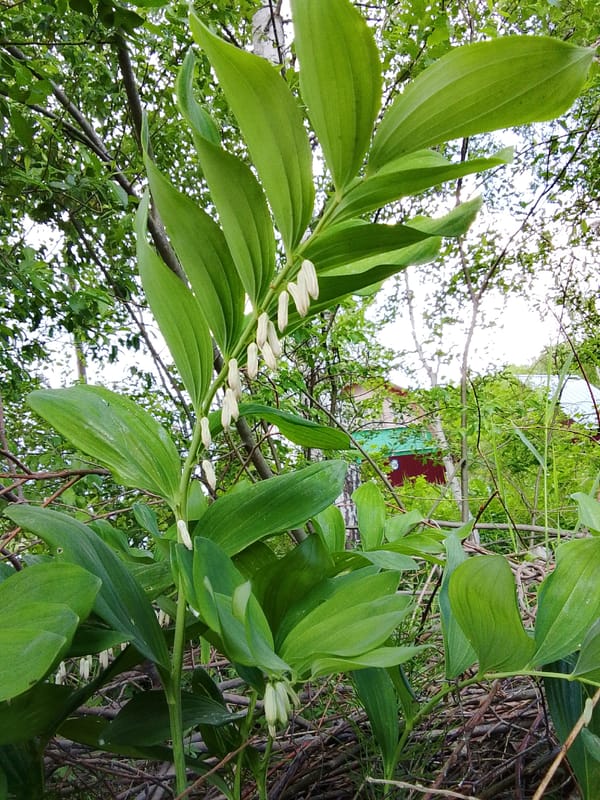 Forest plant with white bell flowers documented near Go Maya