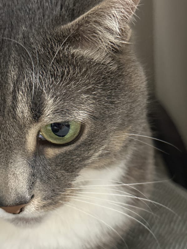 Tabby Cat Observed in Extended Domestic Activity Session