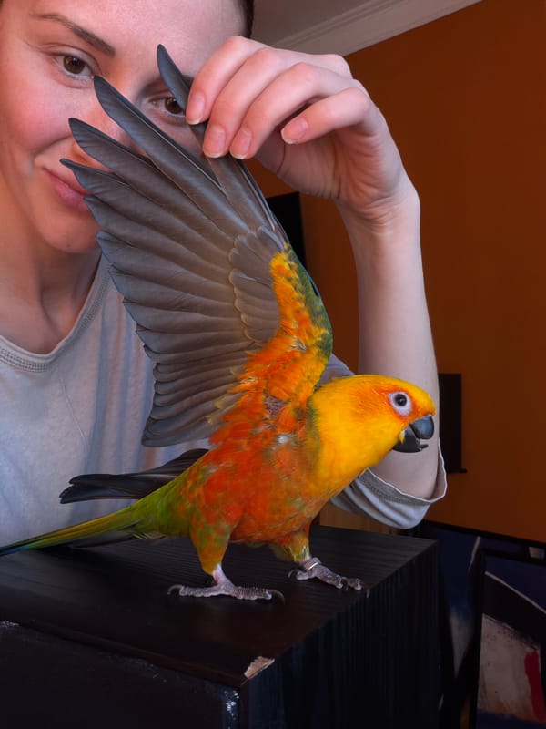 Person spends afternoon with parrot in Khimki, Russia