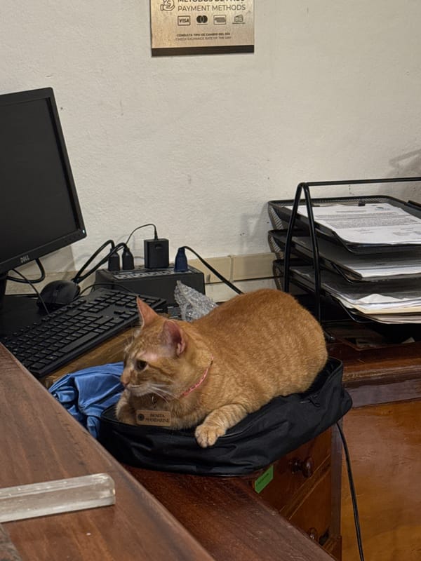 Resort cat Benita Mandarine captured lounging around Playa del Carmen lobby
