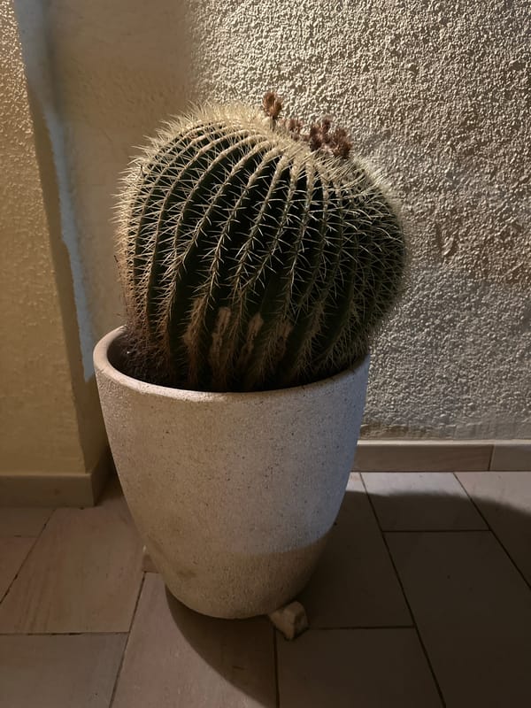 Evening documentation of plants, lights, and night sky in Sant Feliu