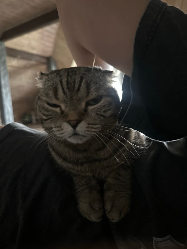 Scottish Fold tabby photographed around a Virki home