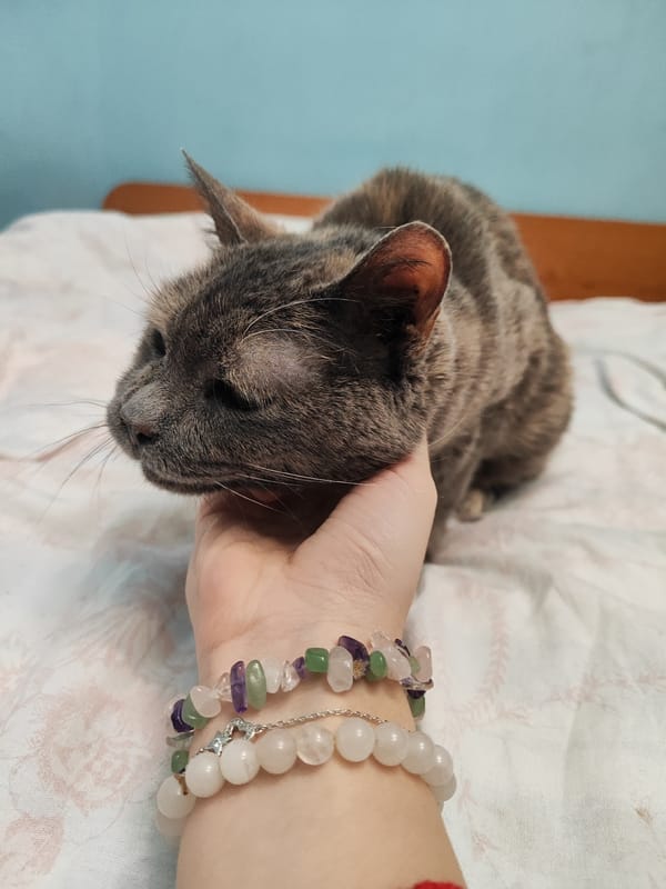 Cat spotted during quiet Easter Sunday in Sliven, Bulgaria