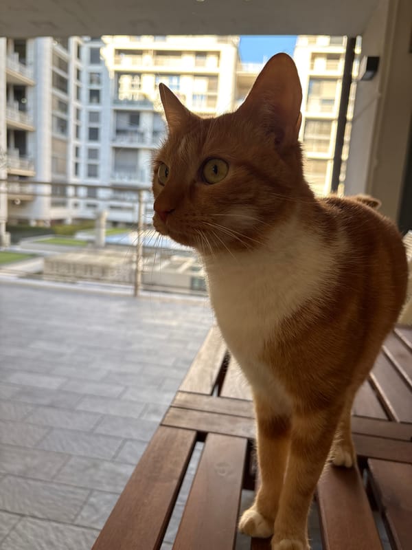 Cat rests on wooden furniture in Milan