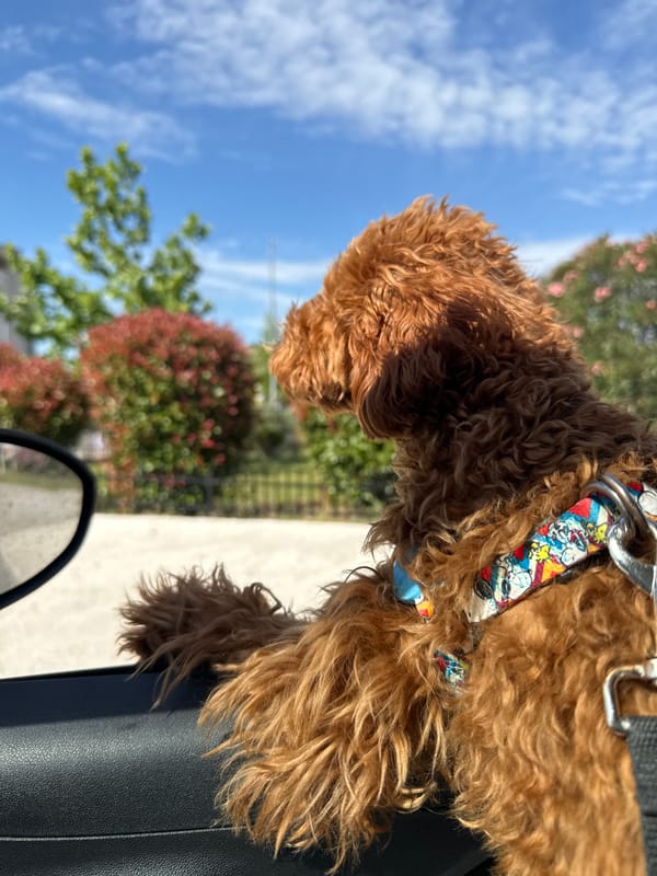 Dog enjoys car ride window view in Podgorica