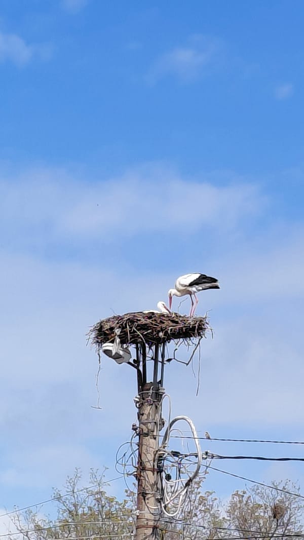 Spring Garden Blooms and Bird Nesting Documented by Witnesses