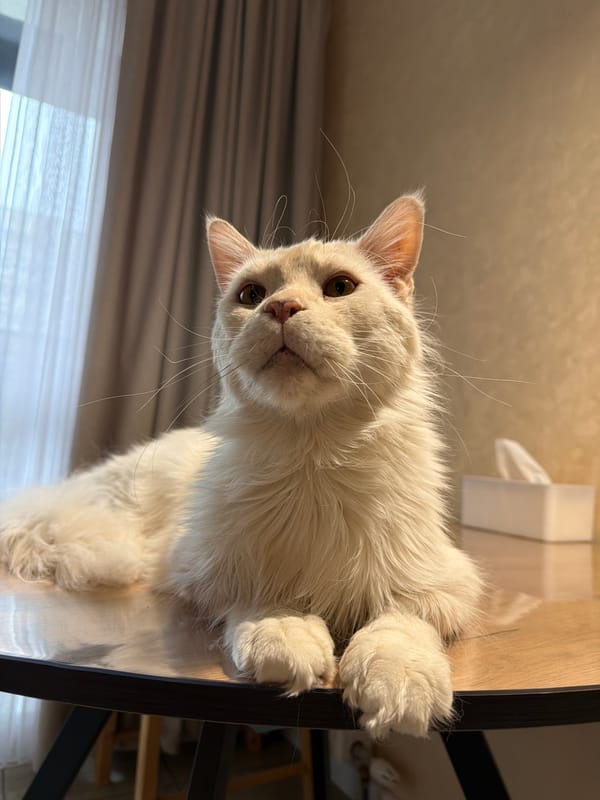 Quiet morning moments with cat captured in Kazan workspace