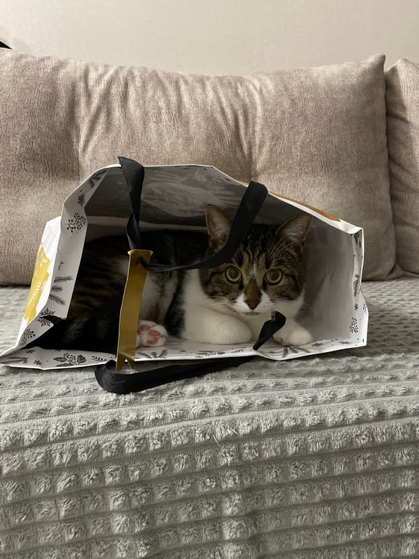 Cat Found Inside Gift Bag in Pervomaysky, Russia