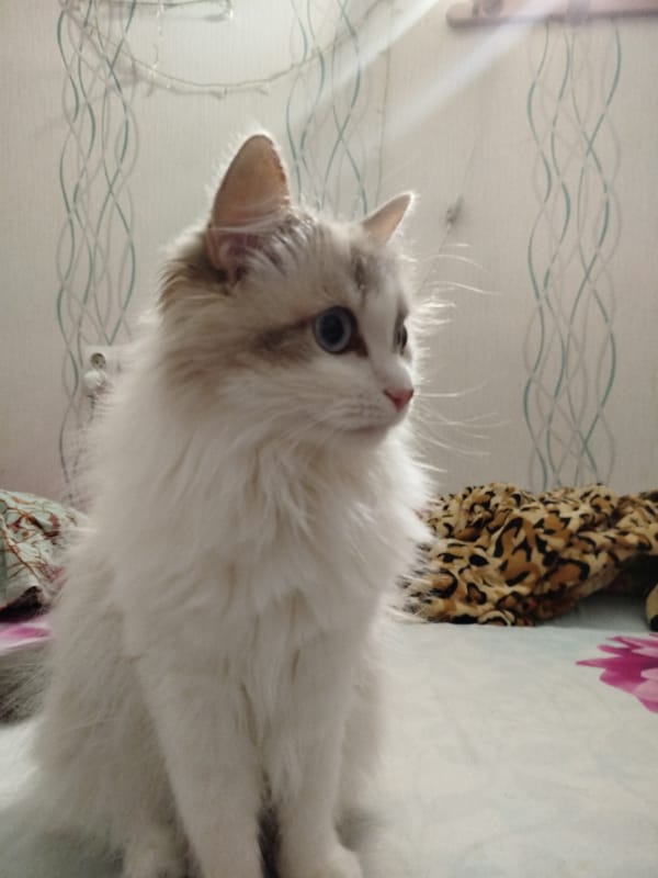 Cats around the house and a few selfies
