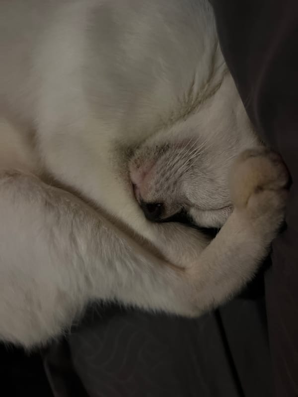 White cat sleeps on gray bed in Sukawati