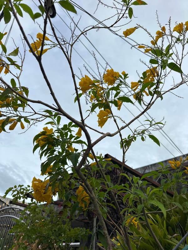 Street-level details of a Phuket City neighborhood on a June morning