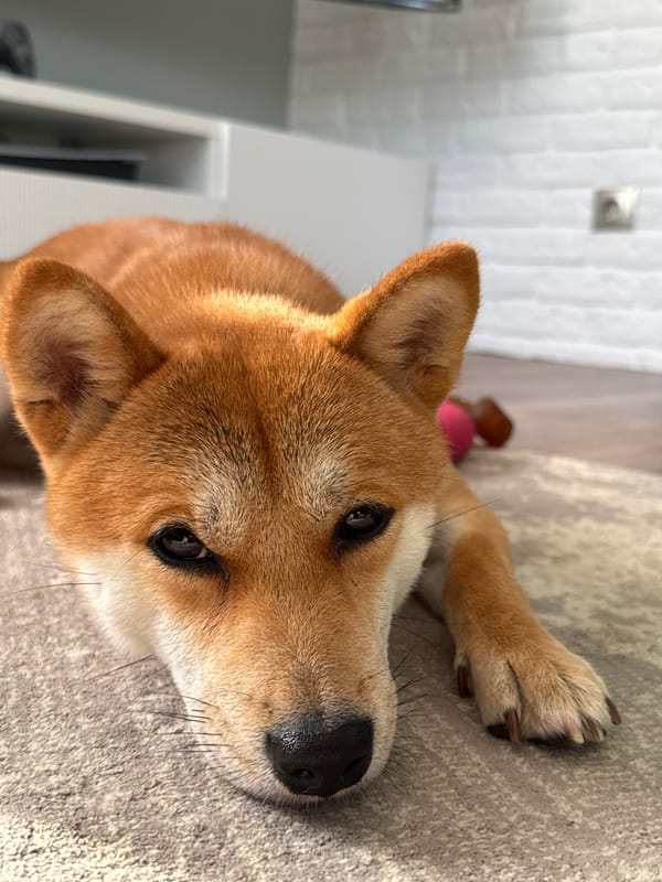 Shiba Inu chills on the carpet in a Latvian living room