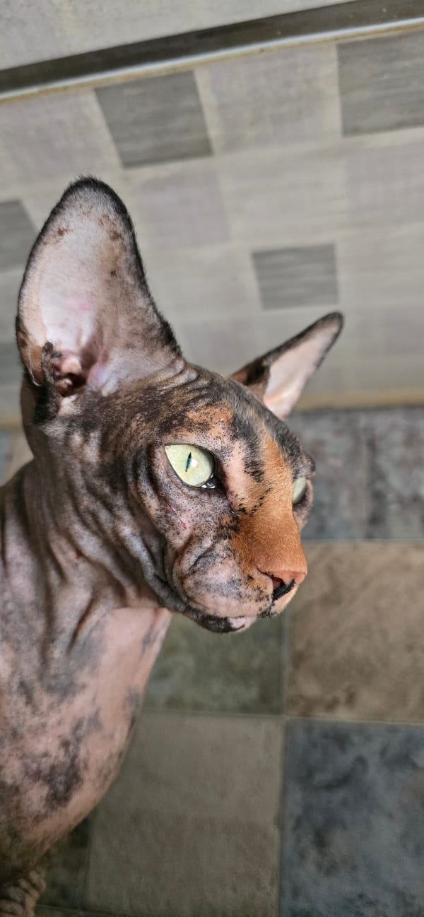 Sphynx cat at home in Baku, with food and sky glimpses