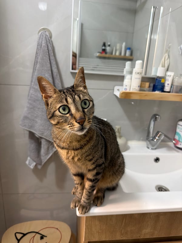 Curious tabby cat explores a Bat Yam bathroom at night