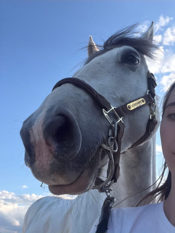 White horse with Kentucky tag spotted in Bulgarian village