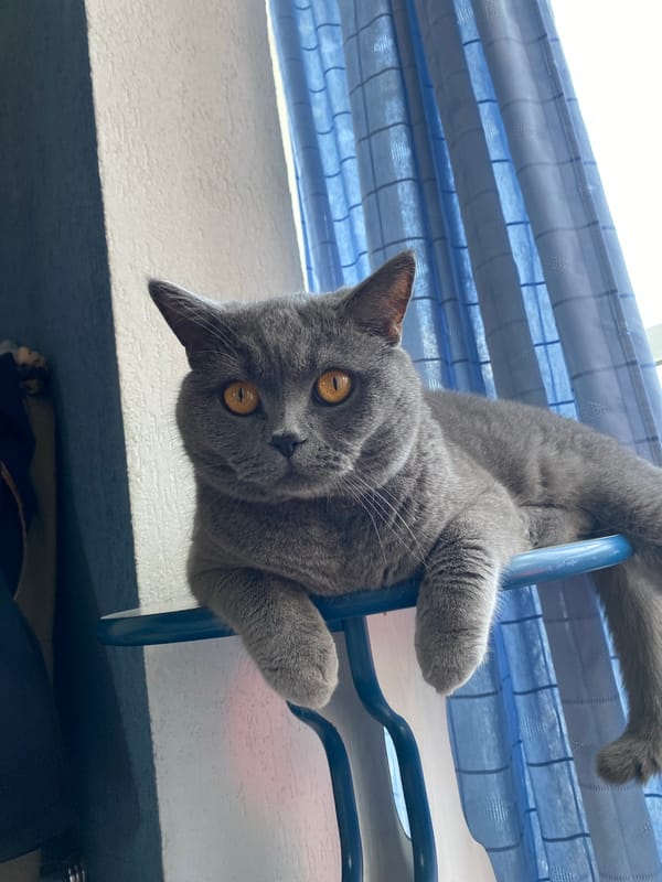 British Shorthair cat relaxing by a window in Iași