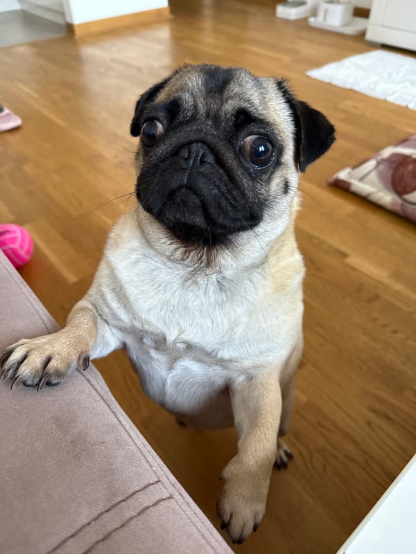 Fawn pug poses for the camera indoors, twice.