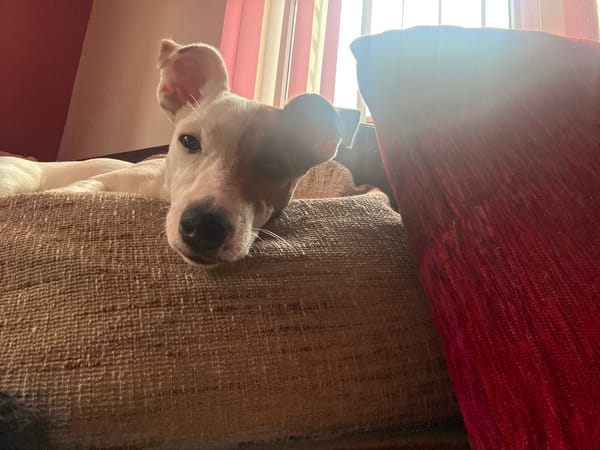 White dog photographed upside down in Bulgarian village