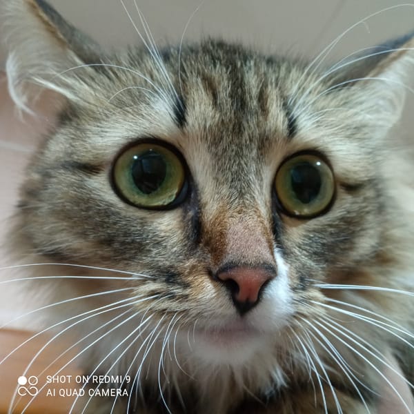 Pet portraits captured in Chaikovsky, Russia evening session