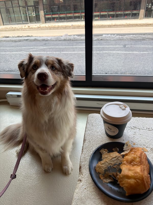 Dogs gather at Montreal cafe during winter afternoon