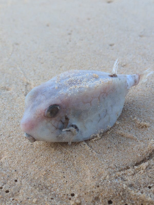 Morning beach walk documented in East Quy Nhon Ward