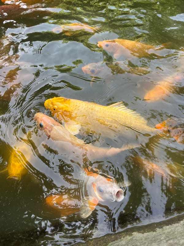 Tourist visits koi garden attraction in Nha Trang early morning