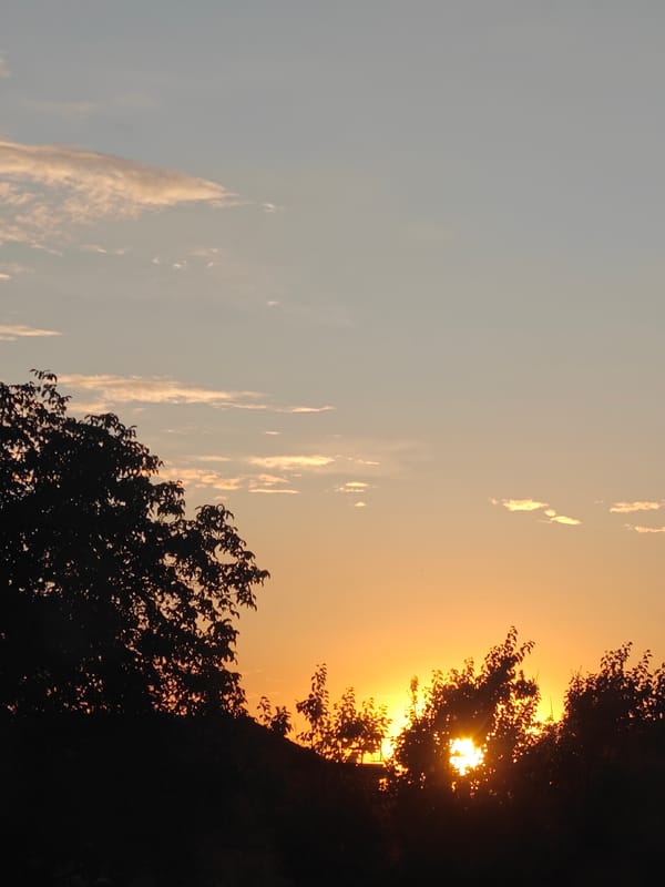 Sunset skies, a chinchilla, and fresh flowers in Hadiach