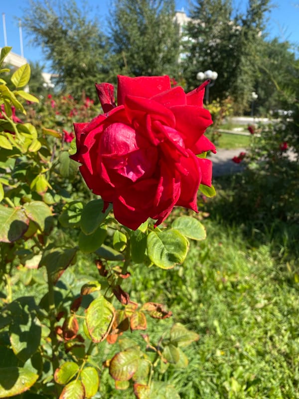 Summer stroll through Oral's parks, monuments, and civic landmarks