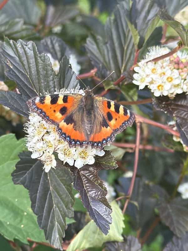 Garden photography session with blooming jasmine and butterfly