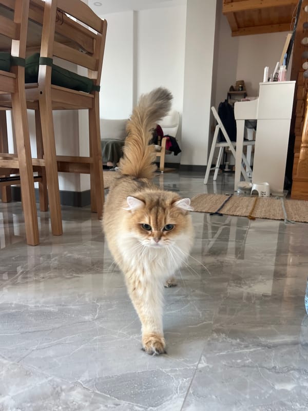 Three cats on marble floors in Aksu, Turkey