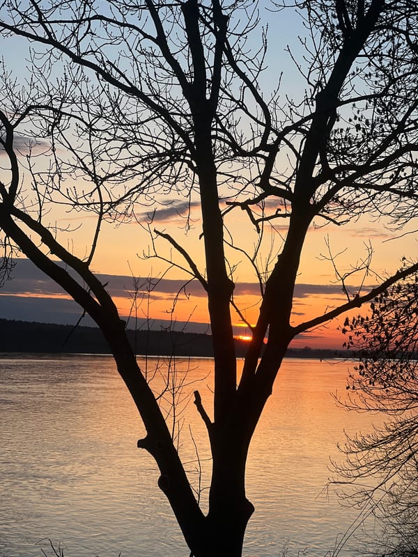 Sunset captured through tree branches over water in Riga