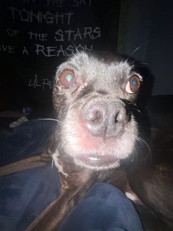 Close-up portrait of aging black dog photographed in Moose Jaw