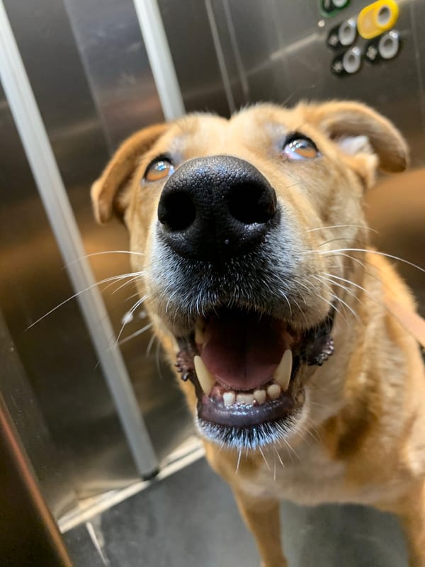 Dog photographed in close-up in Tel Aviv
