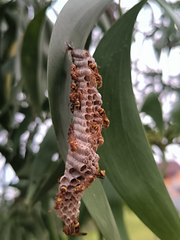 Nature observations documented across two hours in Lhokseumawe, Indonesia