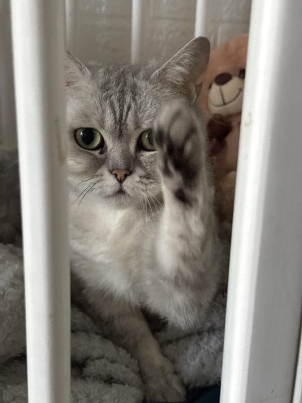 Cat plays with child in Donetsk nursery