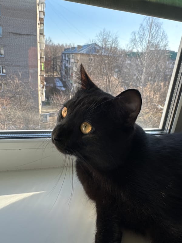 Black cat with golden eyes spotted on windowsill in Chaikovsky