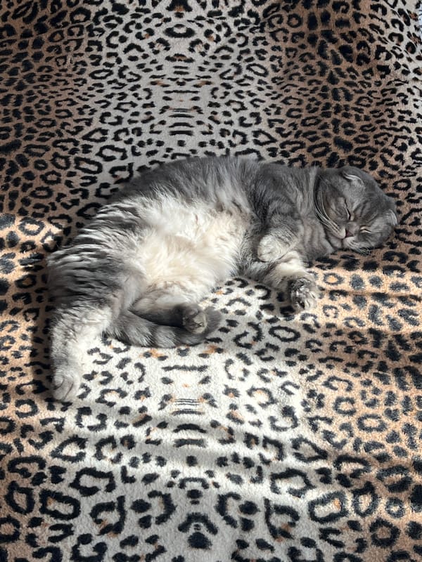 Cats sleeping peacefully on leopard-print blanket in Russian home