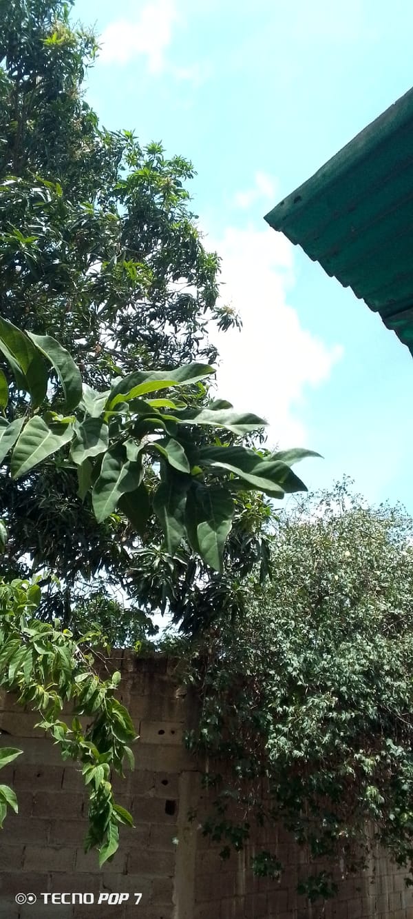 Backyard sky views documented in Altagracia, Venezuela