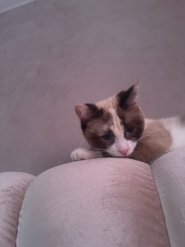 Cat rests on sofa in Votkinsk home