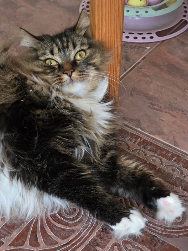Fluffy tabby cat takes it easy on ornate tiled floor in Omsk