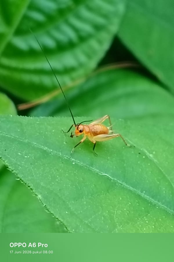 Macro insect photography in Lhokseumawe's green vegetation