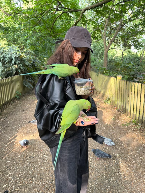 Woman feeds wild parakeets in London park