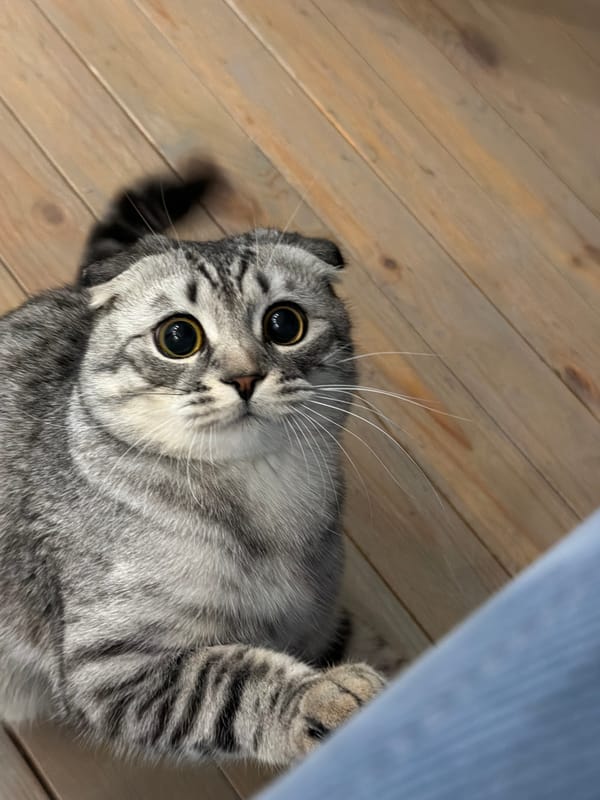 Scottish Fold cat photographed on wooden floor in Perm