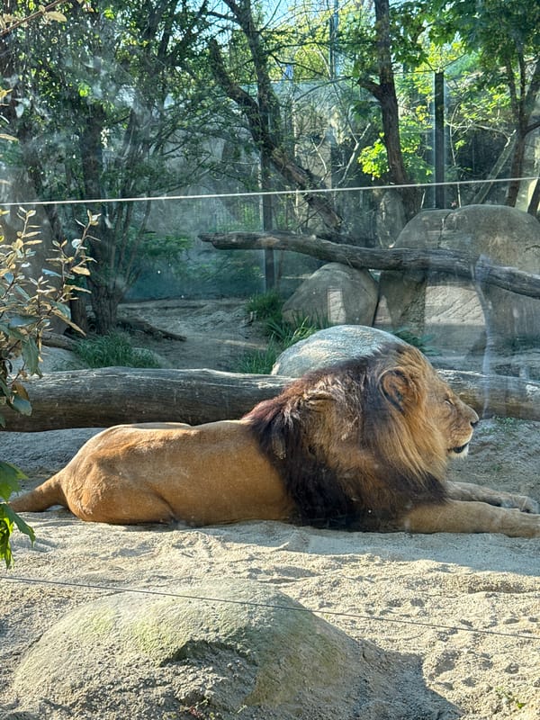 Zoo animals observed in Vienna enclosures during afternoon hours