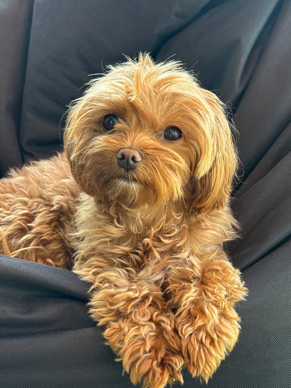 Fluffy doodle dog's lazy morning in Prague