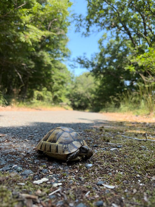 Tortoise on a gravel path in coastal Bulgaria