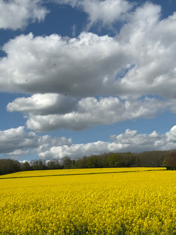 Rapeseed field blooms captured near Maidstone countryside